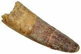 Fossil Spinosaurus Tooth - Real Dinosaur Tooth #329575-1